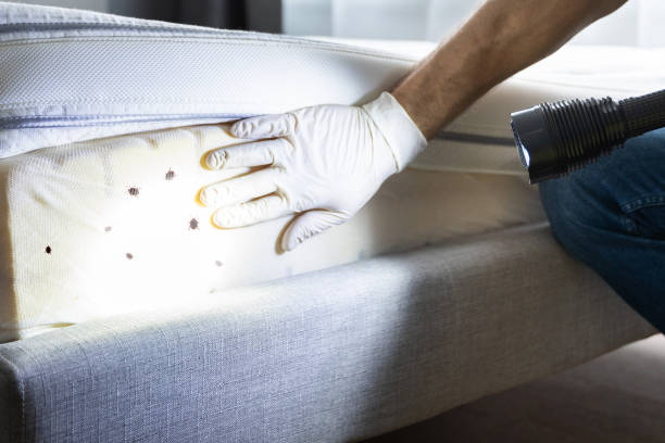 Professional Pest Control in Lake Success, NY