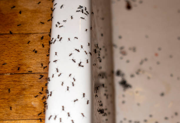 Best Local Pest Control Services  in Lake Success, NY