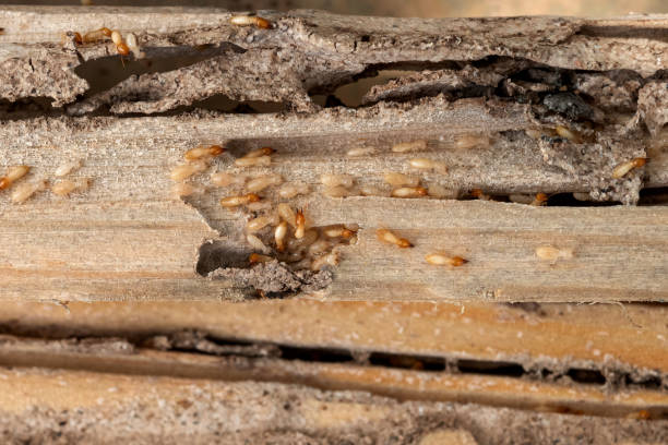 Best Commercial Pest Control Services  in Lake Success, NY